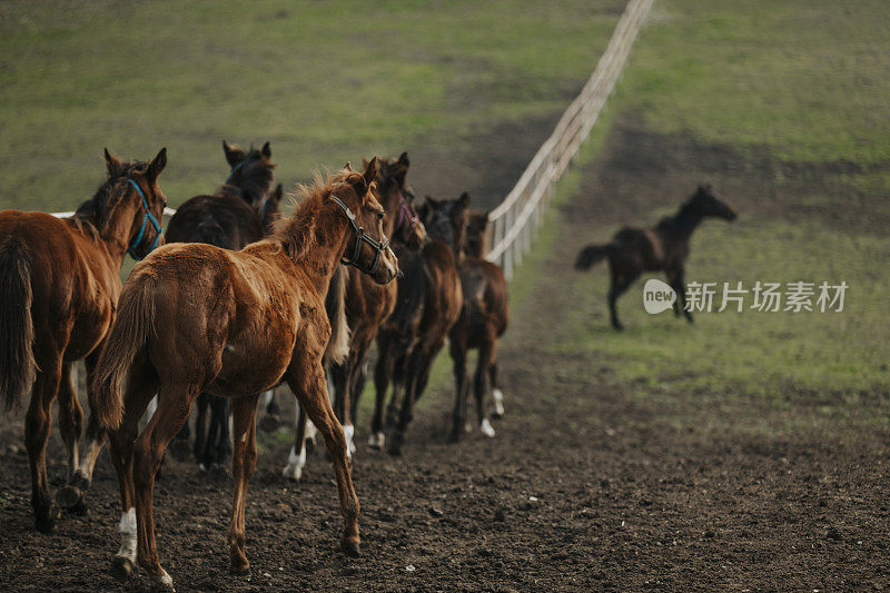 Nature Scenery And Horses On The Farm